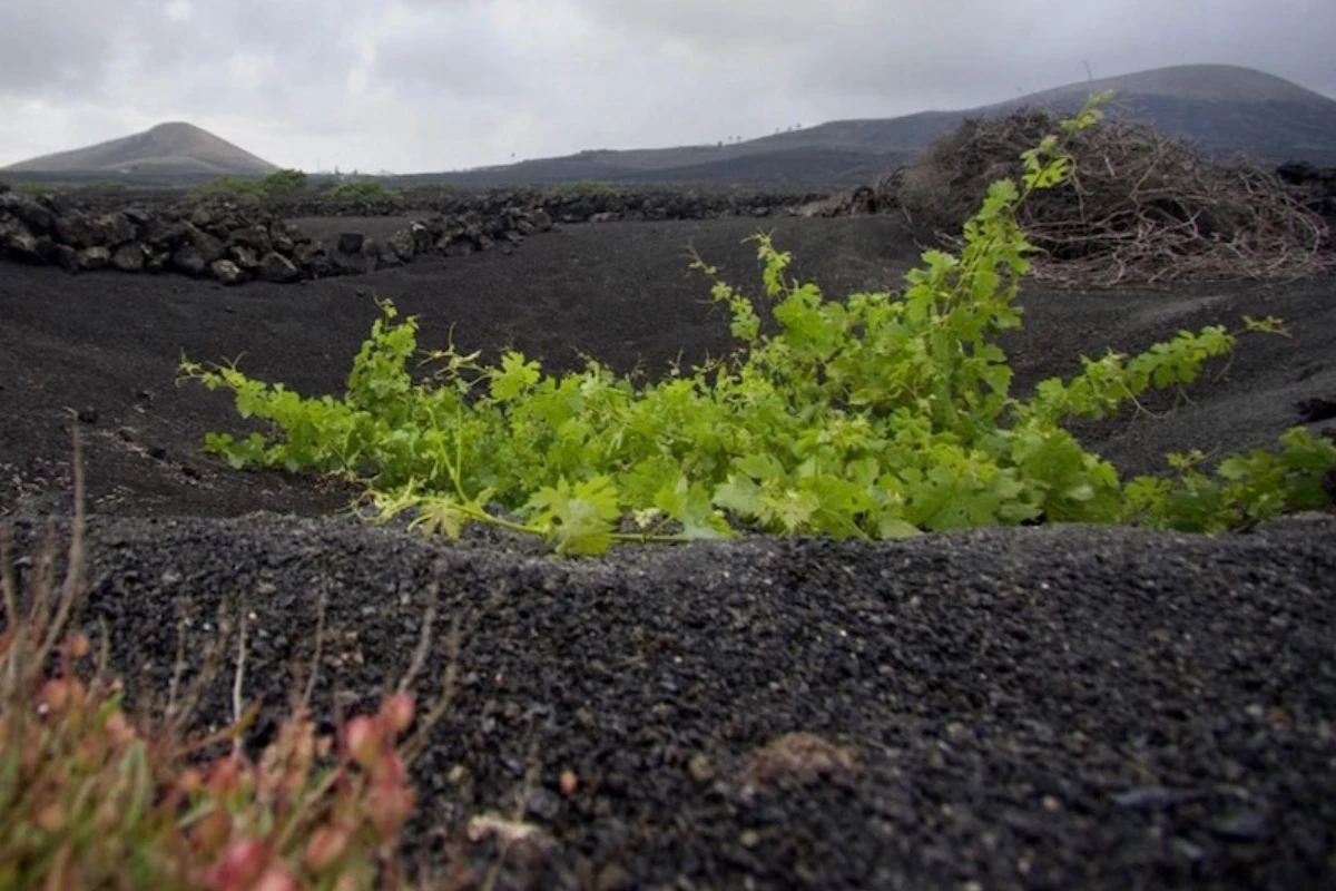 vinos de lanzarote. Los Bermejos